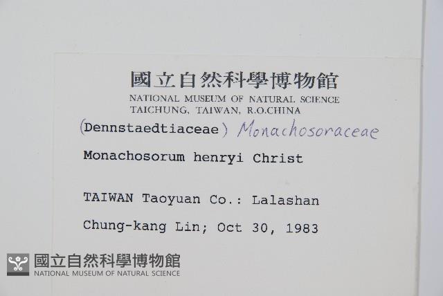 稀子蕨藏品圖，第2張