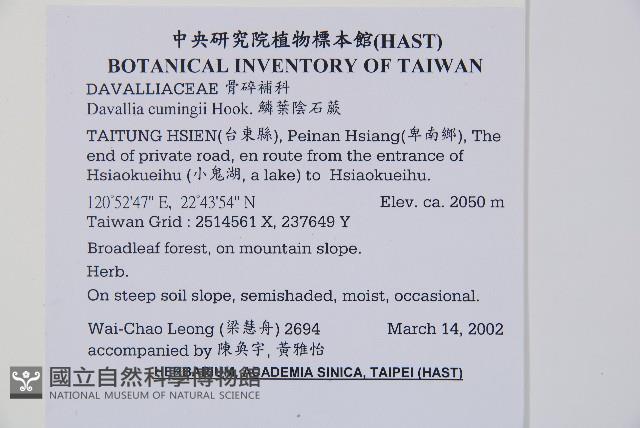 鱗葉陰石蕨藏品圖，第2張