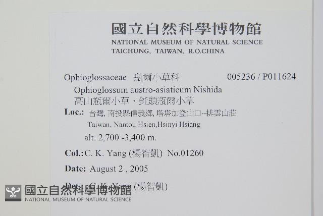 高山瓶爾小草、鈍頭瓶爾小草藏品圖，第2張