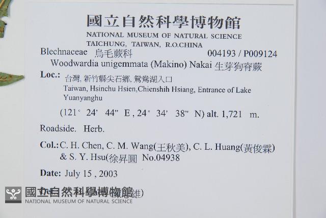 生芽狗脊蕨、頂芽狗脊蕨藏品圖，第2張