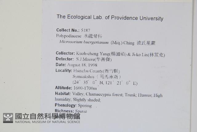 波氏星蕨藏品圖，第2張