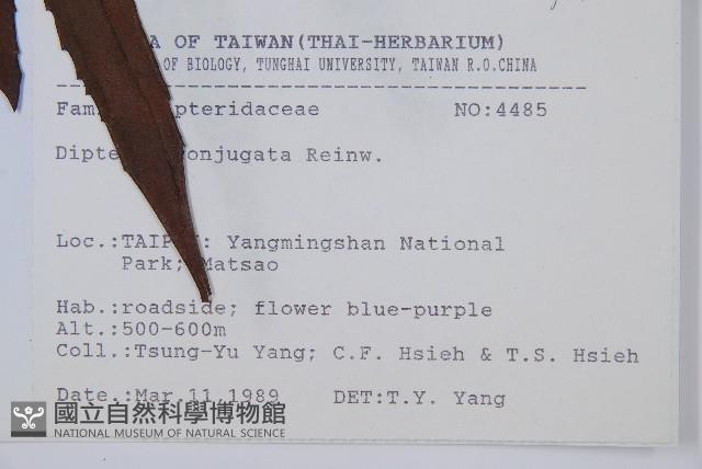 雙扇蕨藏品圖，第2張