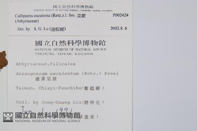 菜蕨藏品圖，第2張