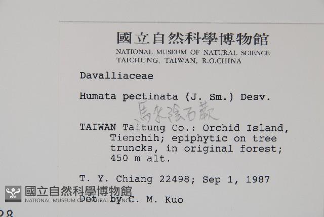 馬來陰石蕨藏品圖，第2張