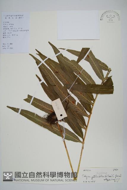 大線蕨藏品圖，第1張