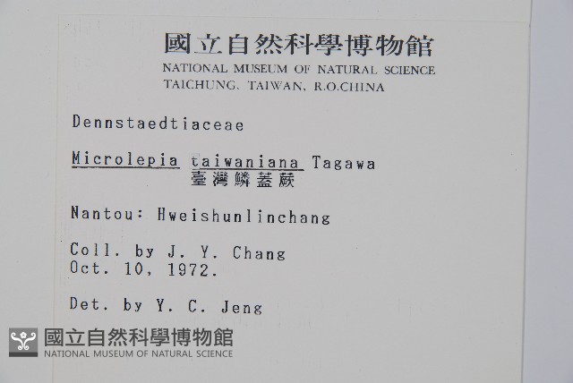 臺灣鱗蓋蕨藏品圖，第2張