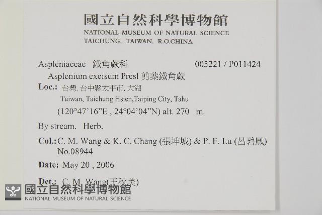 剪葉鐵角蕨藏品圖，第2張