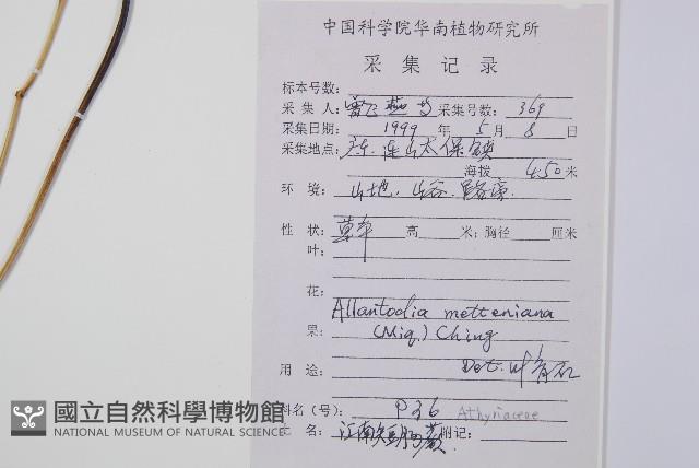 江南短腸蕨藏品圖，第2張