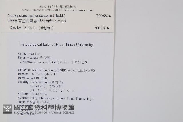 小苞鱗毛蕨藏品圖，第2張