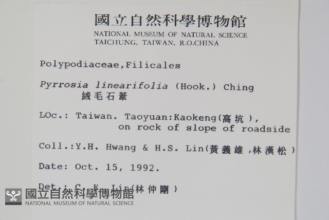 絨毛石葦藏品圖，第2張