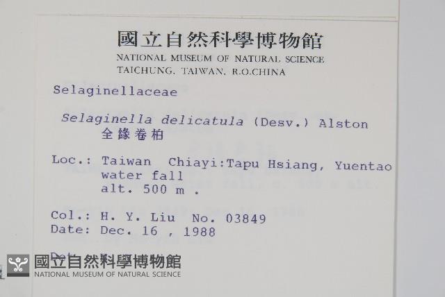 全緣卷柏藏品圖，第2張