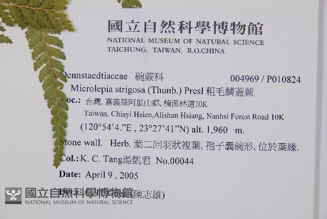 粗毛鱗蓋蕨藏品圖，第2張