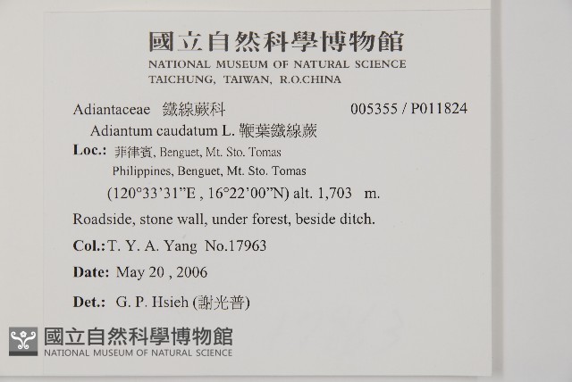 鞭葉鐵線蕨藏品圖，第2張