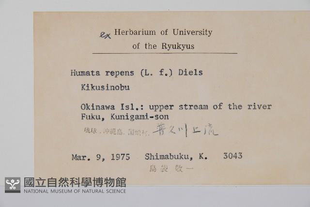 陰石蕨藏品圖，第2張