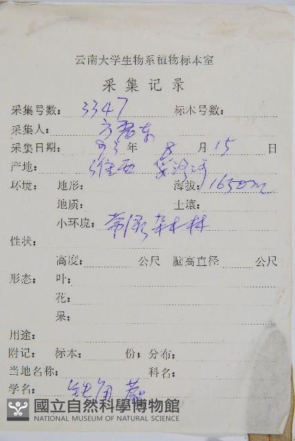 鐵角蕨藏品圖，第2張