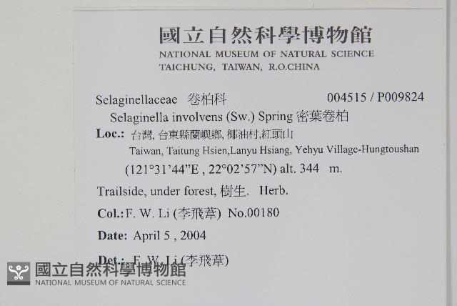 密葉卷柏藏品圖，第2張