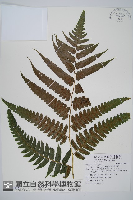 廣葉鋸齒雙蓋蕨藏品圖，第1張