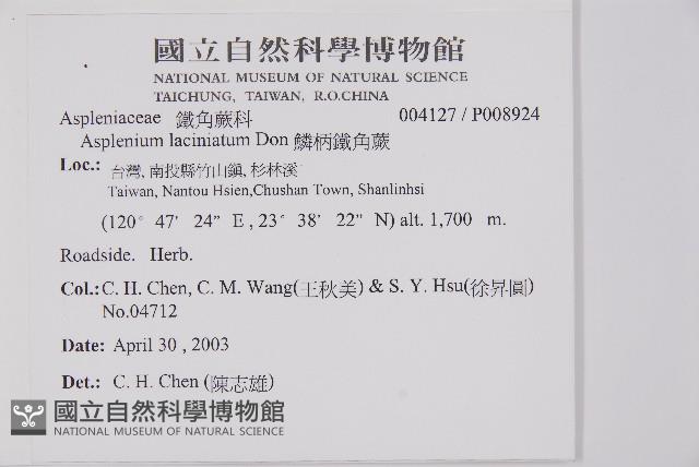 鱗柄鐵角蕨藏品圖，第2張