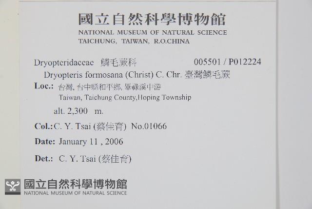 臺灣鱗毛蕨藏品圖，第2張