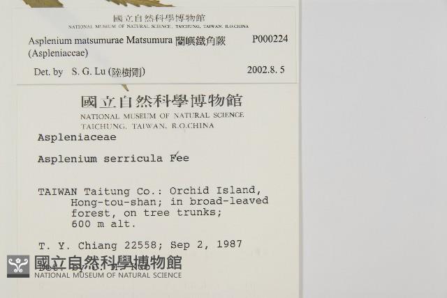 蘭嶼鐵角蕨藏品圖，第2張