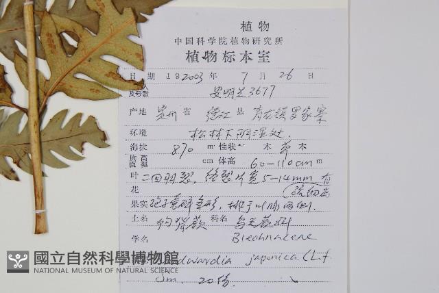 日本狗脊蕨藏品圖，第2張