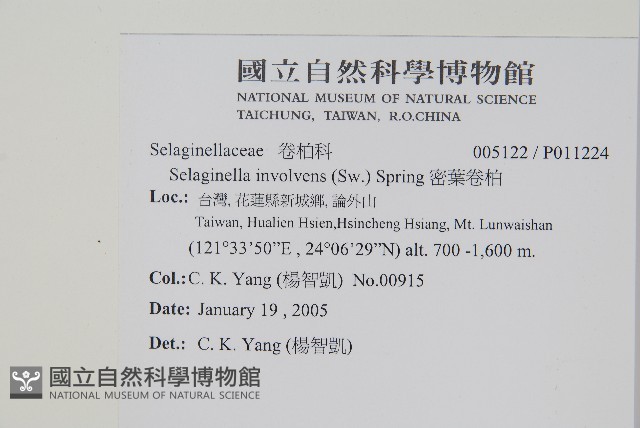 密葉卷柏藏品圖，第2張