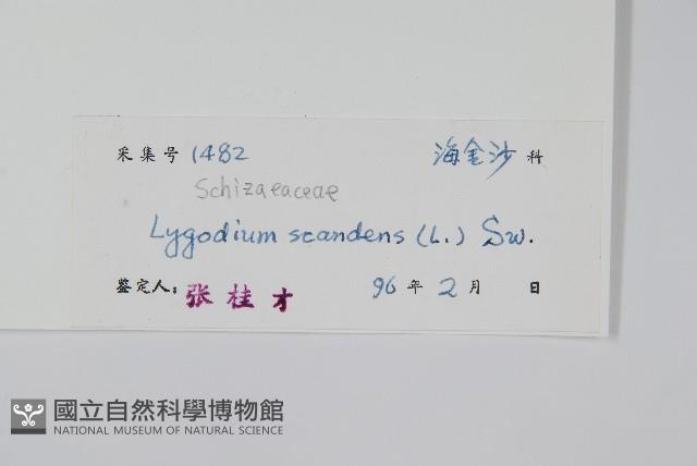 小葉海金沙藏品圖，第2張