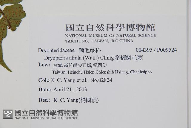 桫欏鱗毛蕨藏品圖，第2張