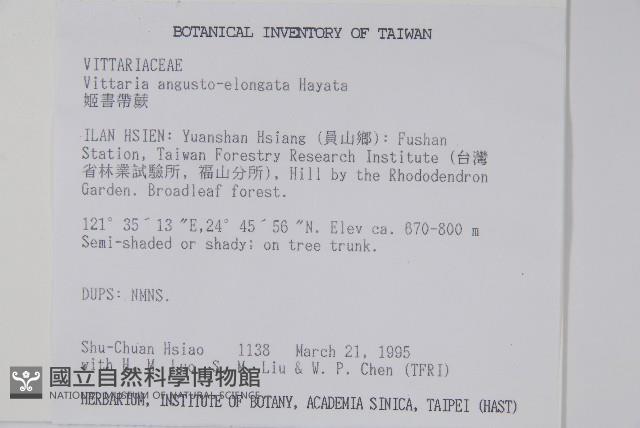 姬書帶蕨藏品圖，第2張