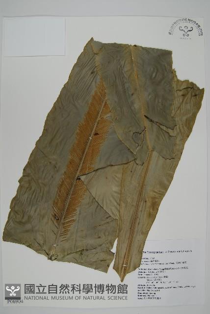 南洋山蘇花藏品圖，第1張