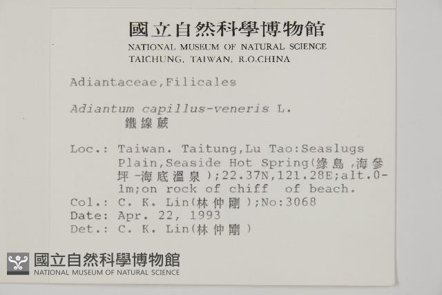 鐵線蕨藏品圖，第2張