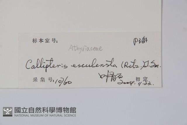 菜蕨藏品圖，第2張