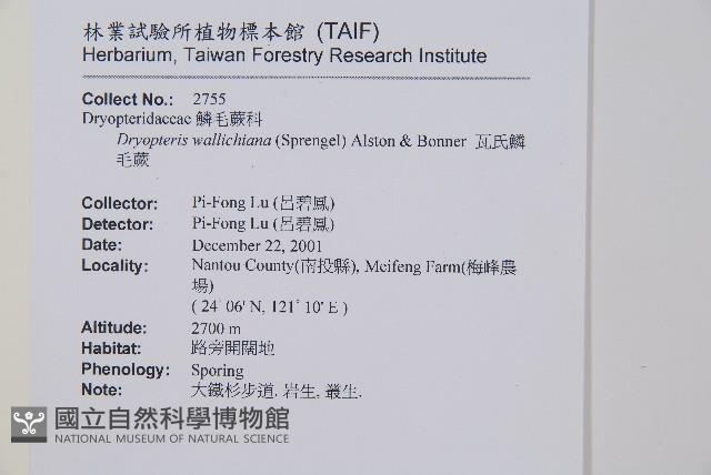 瓦氏鱗毛蕨藏品圖，第2張
