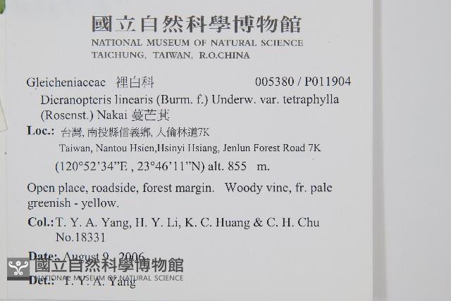 蔓芒萁藏品圖，第2張