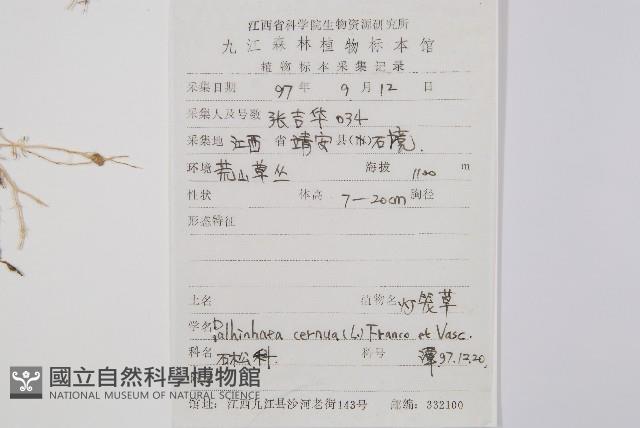 燈龍草藏品圖，第2張