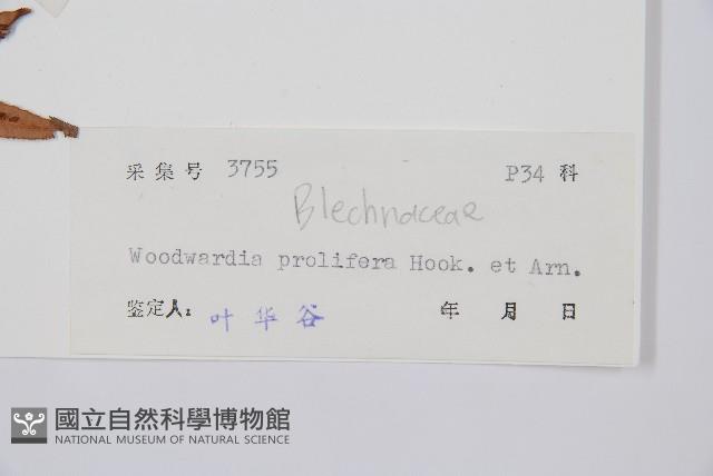 東方狗脊蕨藏品圖，第2張