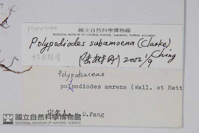 亞友水龍骨藏品圖，第2張