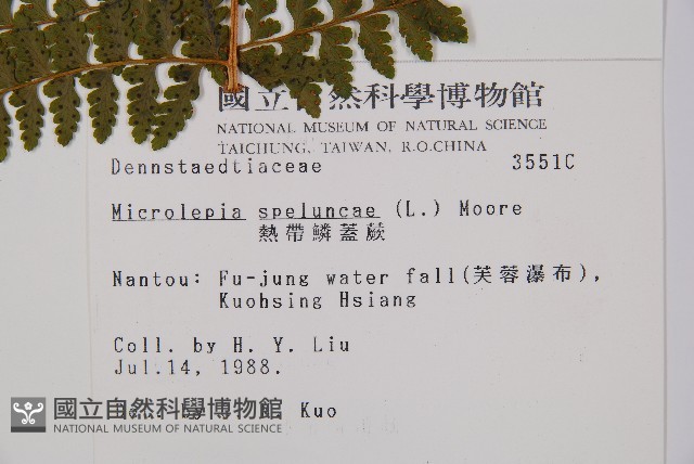 熱帶鱗蓋蕨藏品圖，第2張