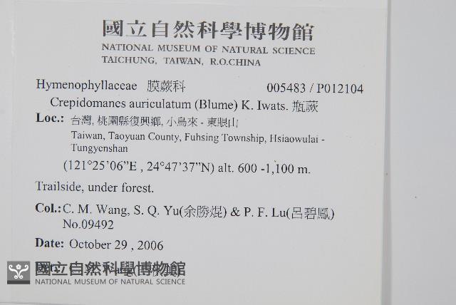 瓶蕨藏品圖，第2張