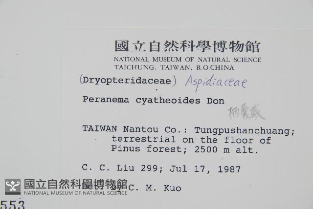 柄囊蕨藏品圖，第2張