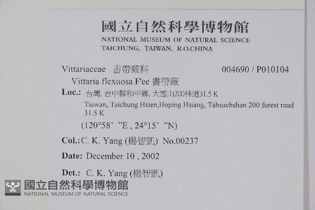 書帶蕨藏品圖，第2張