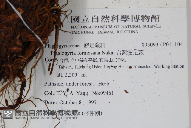 台灣瘤足蕨藏品圖，第2張