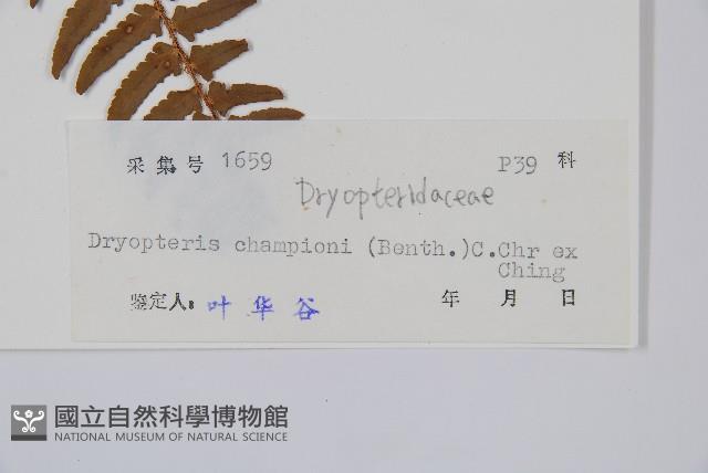 闊鱗鱗毛蕨藏品圖，第2張