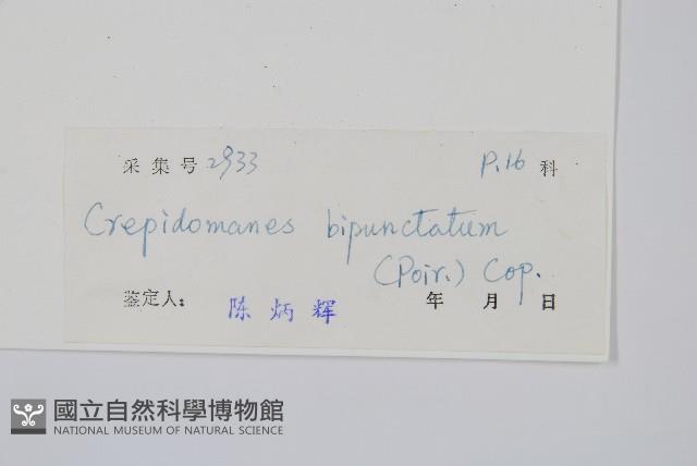 南洋假脈蕨藏品圖，第2張