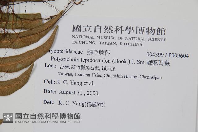 鞭葉耳蕨藏品圖，第2張