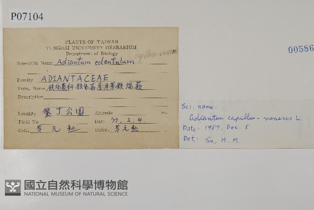 鐵線蕨藏品圖，第2張