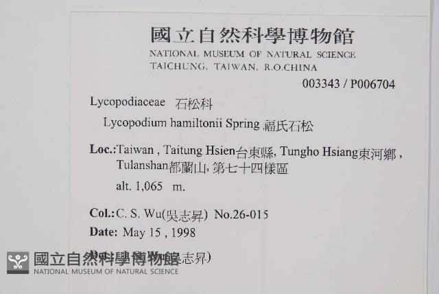 福氏石松藏品圖，第2張