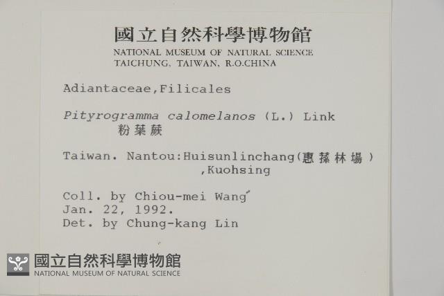 粉葉蕨藏品圖，第2張