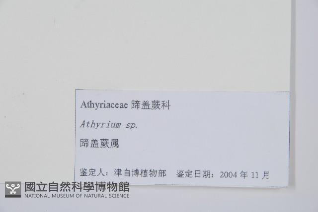 日本蹄蓋蕨藏品圖，第2張