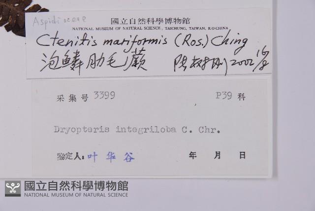 泡鱗肋毛蕨藏品圖，第2張